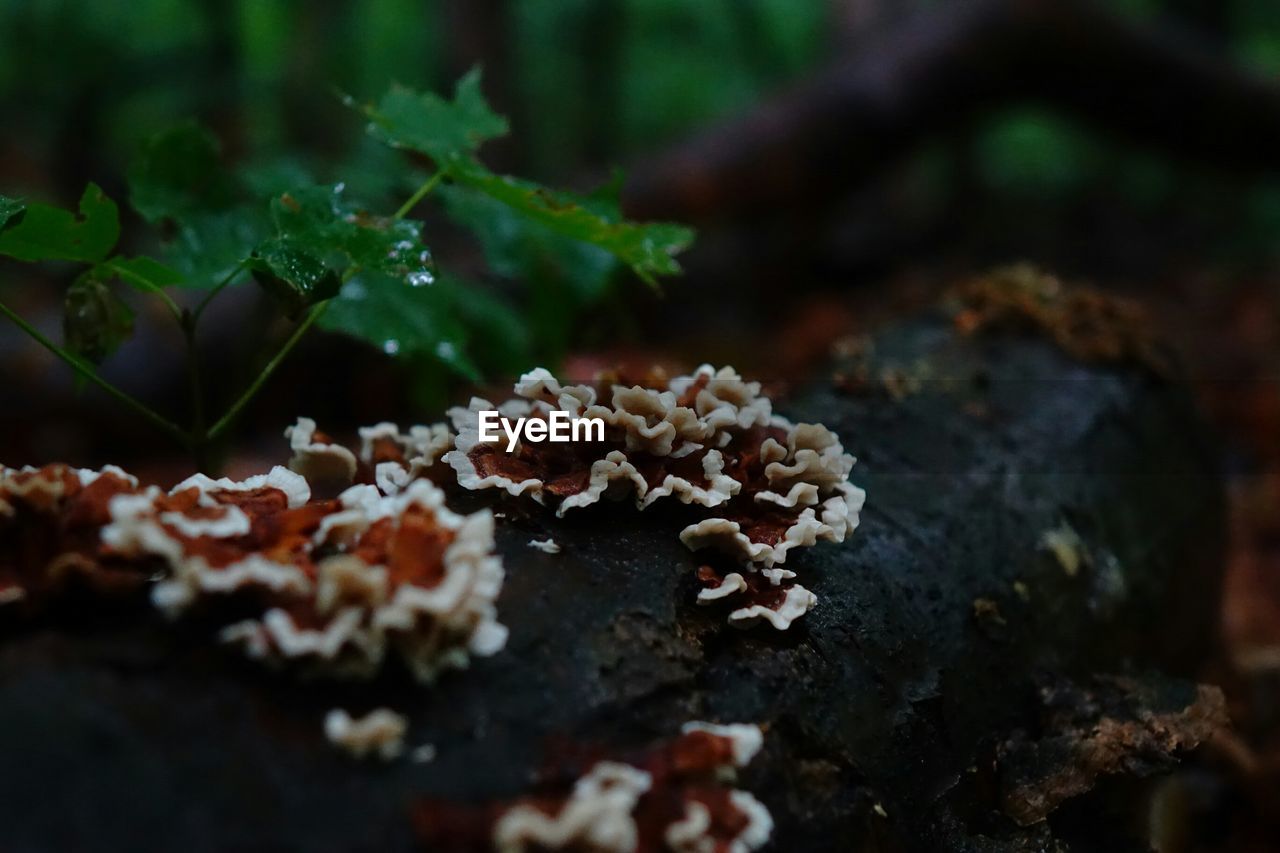 Close-up of moss growing on fallen tree