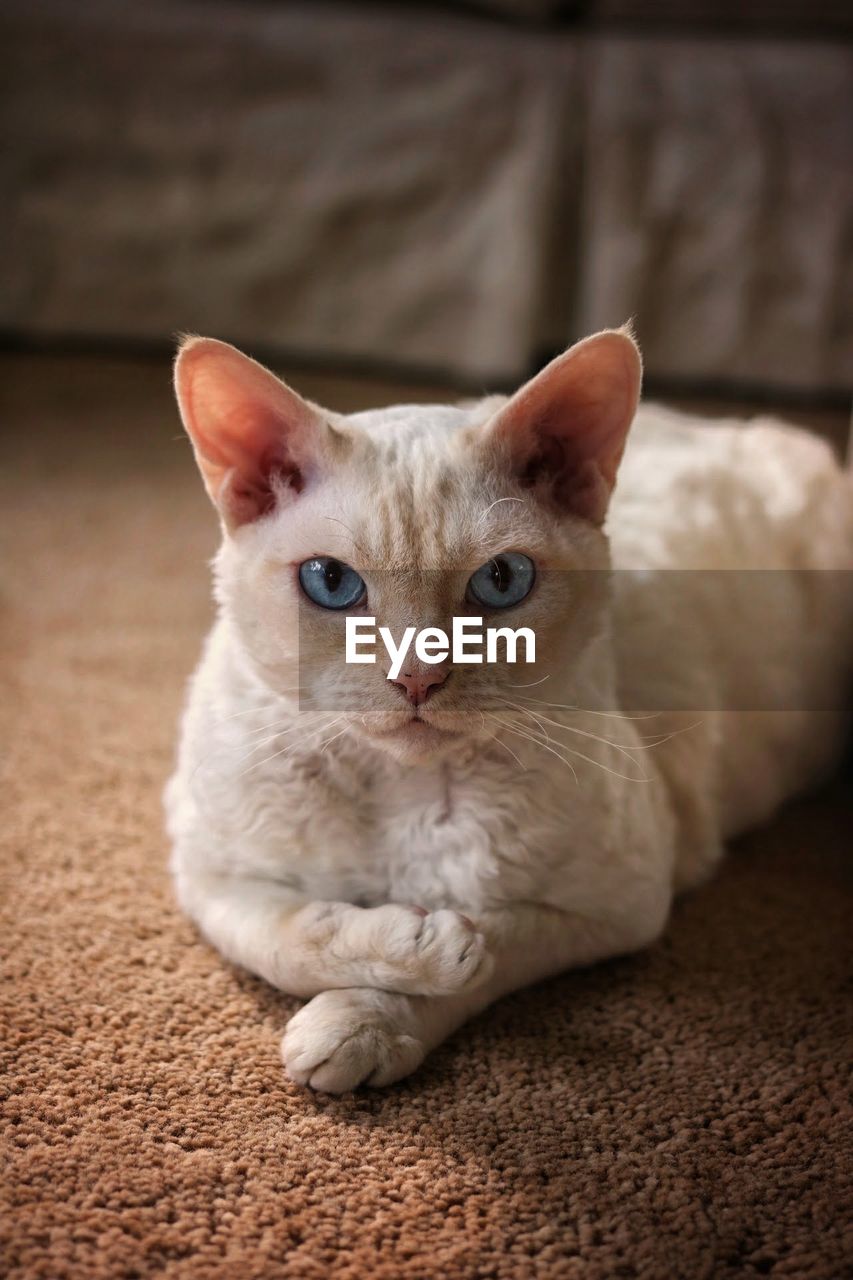 CLOSE-UP PORTRAIT OF CAT ON BLANKET