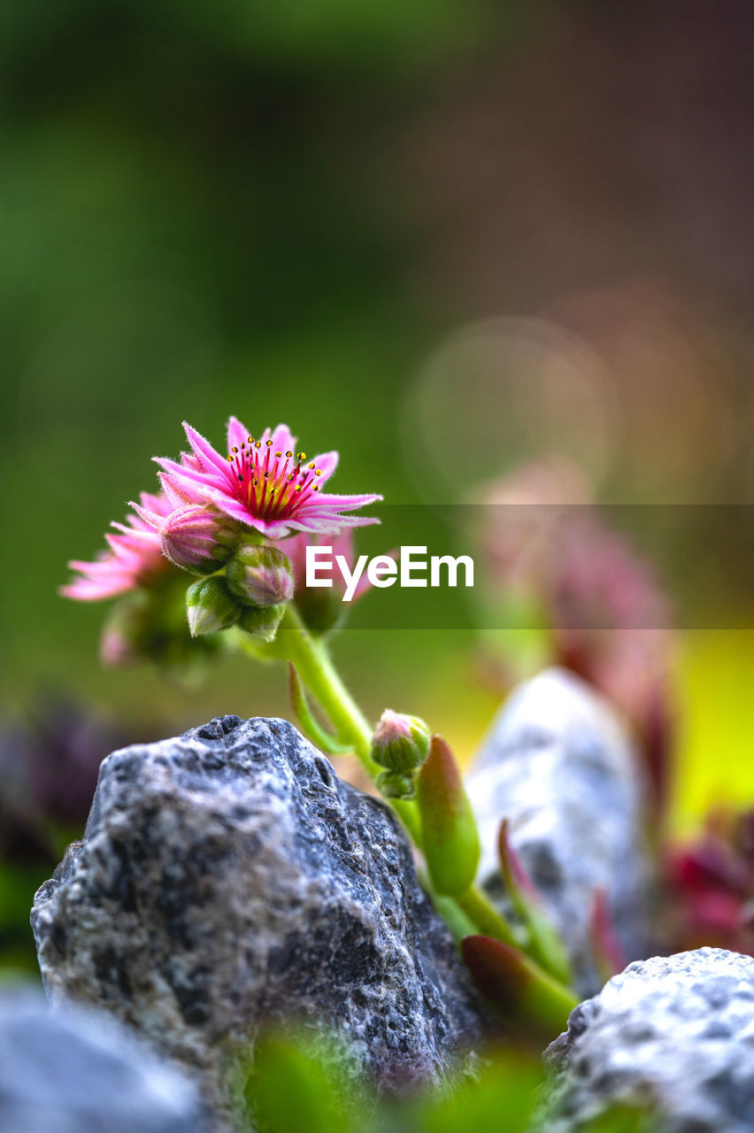 nature, plant, flower, flowering plant, macro photography, beauty in nature, freshness, close-up, green, selective focus, blossom, leaf, no people, wildflower, growth, fragility, outdoors, rock, day, grass, focus on foreground, food, springtime, flower head, environment, summer, purple, food and drink, multi colored, pink, plant part, branch
