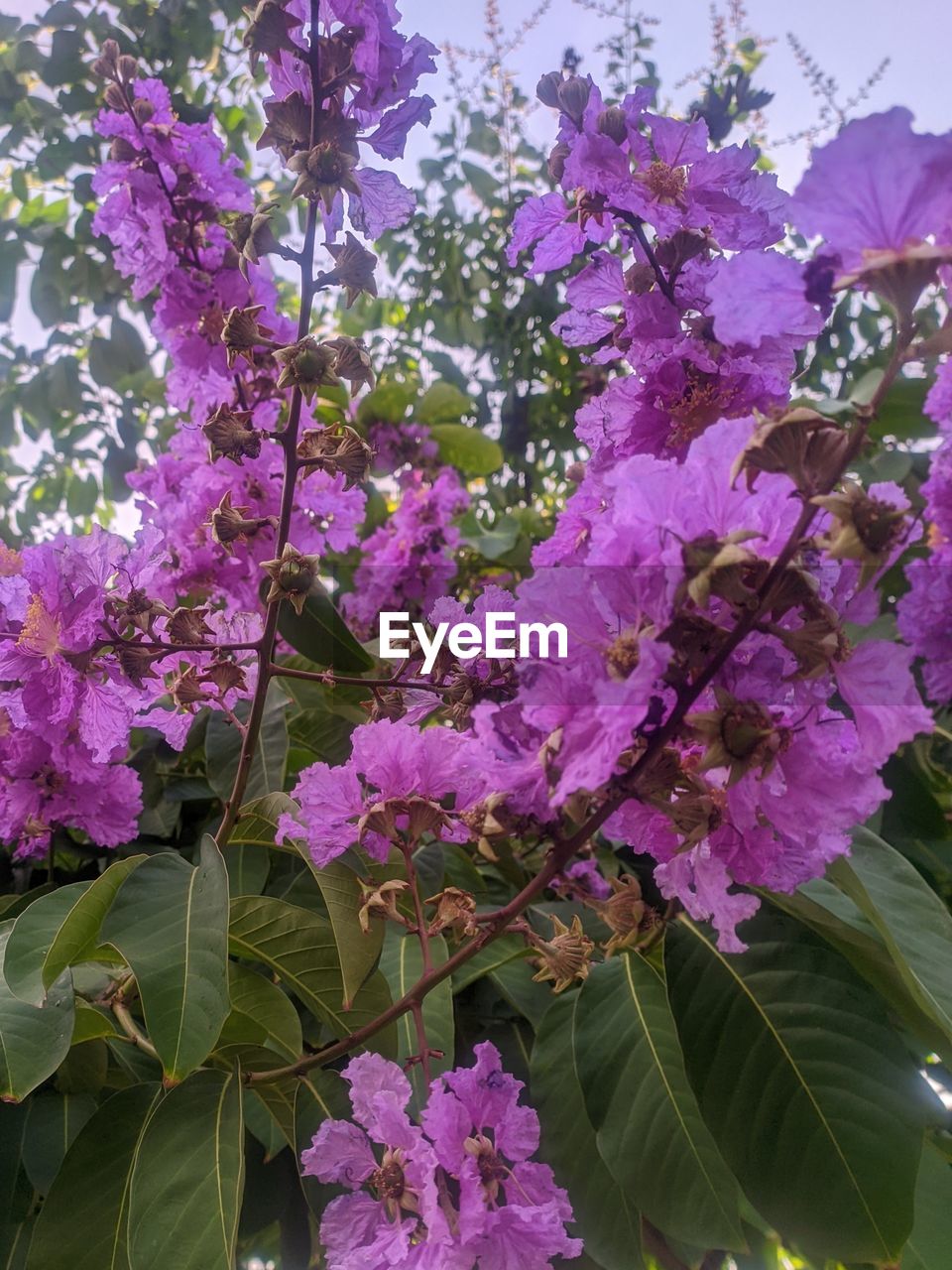 plant, flower, flowering plant, beauty in nature, freshness, growth, fragility, pink, nature, lilac, leaf, plant part, purple, blossom, petal, close-up, springtime, no people, tree, botany, day, inflorescence, outdoors, flower head, bougainvillea, low angle view