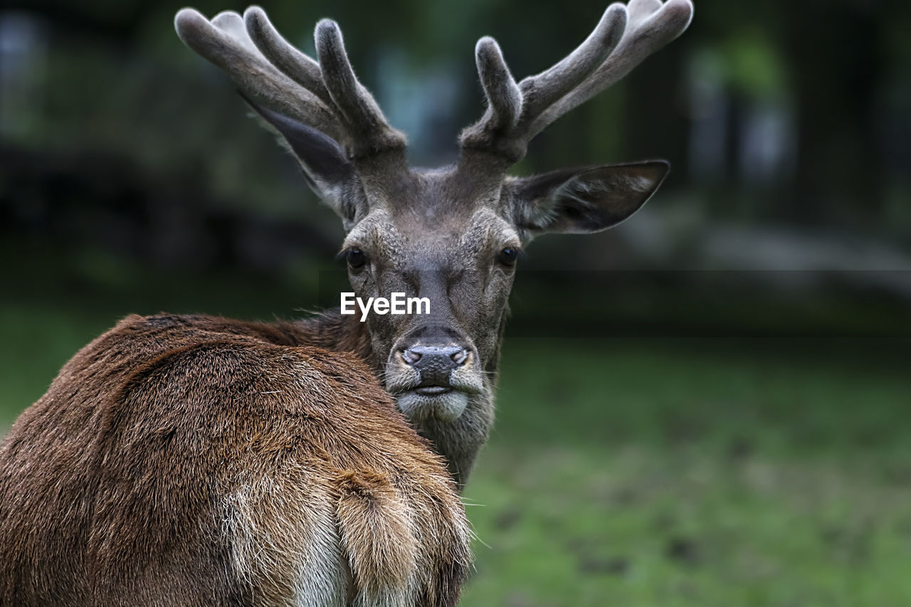 CLOSE-UP OF DEER