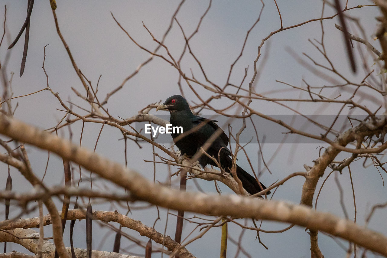 BIRD PERCHING ON A TREE