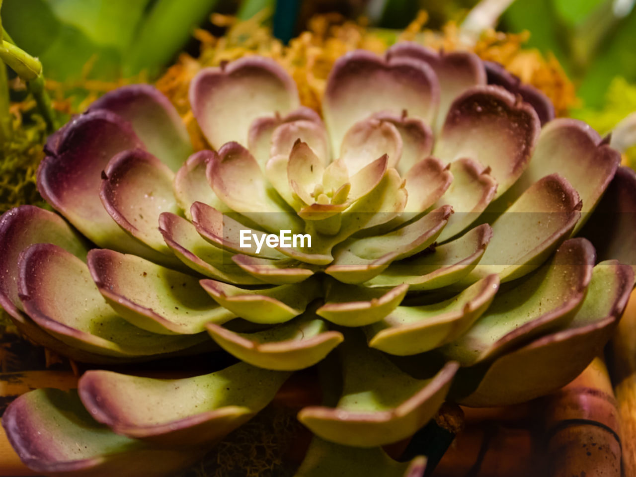 Close-up of succulent plant