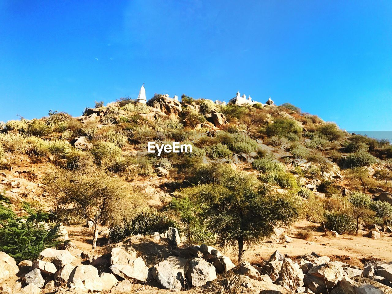 SCENIC VIEW OF TREES ON LANDSCAPE AGAINST CLEAR BLUE SKY