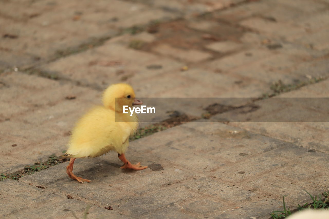 High angle view of a yellow little duck