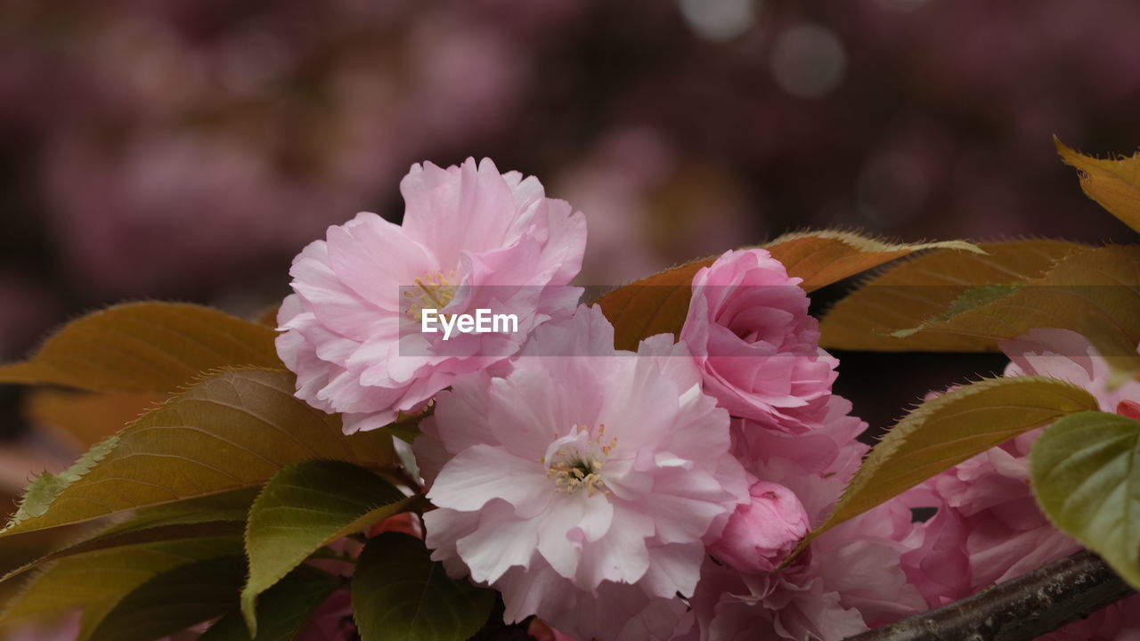 Close-up of pink flowering plant sakura cherry blossom spring leaves green and pink