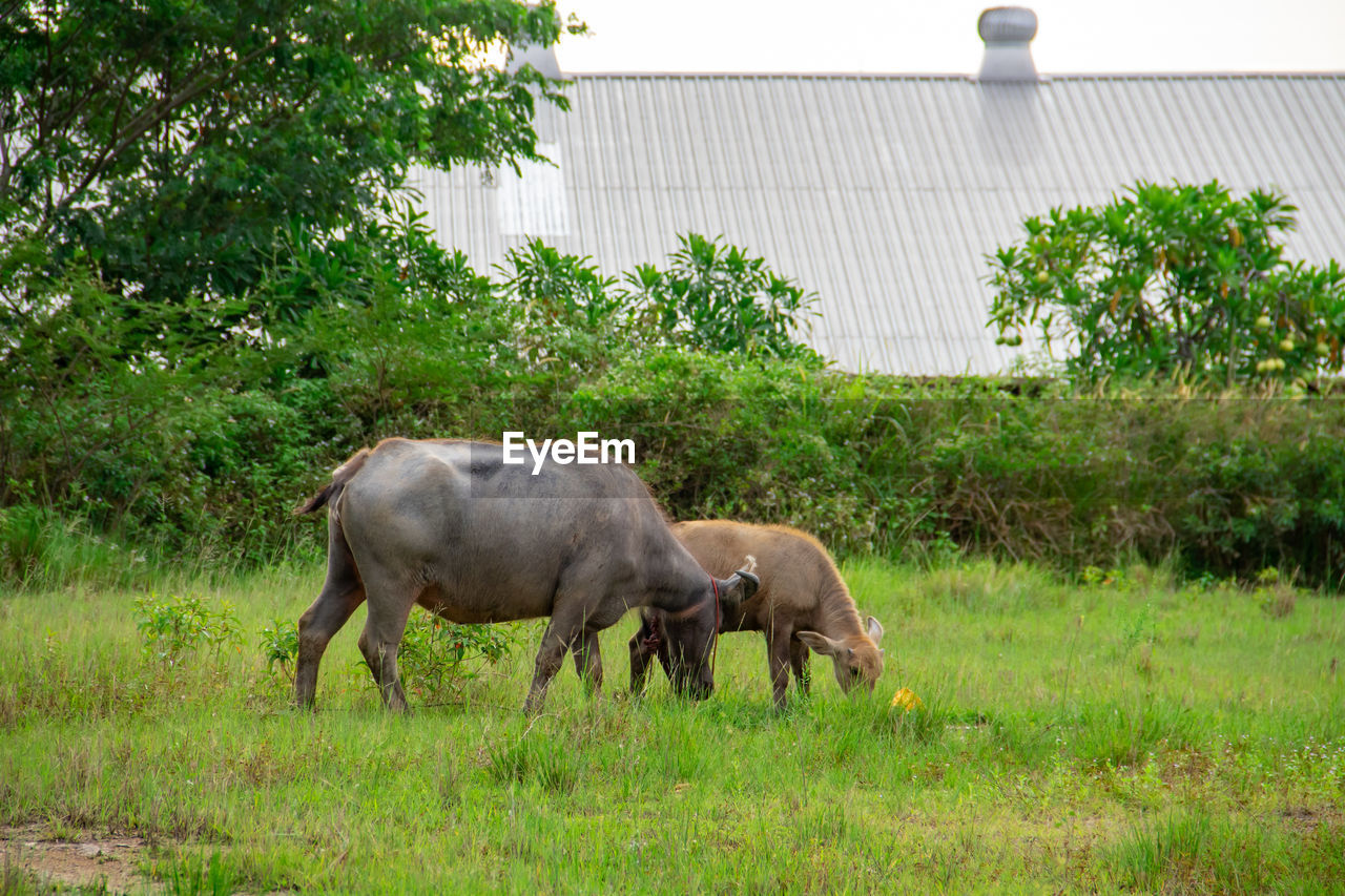 Buffalo standing on field