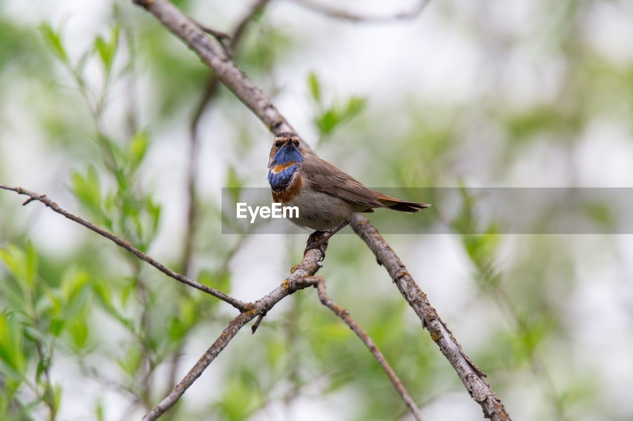 BIRD PERCHING ON BRANCH