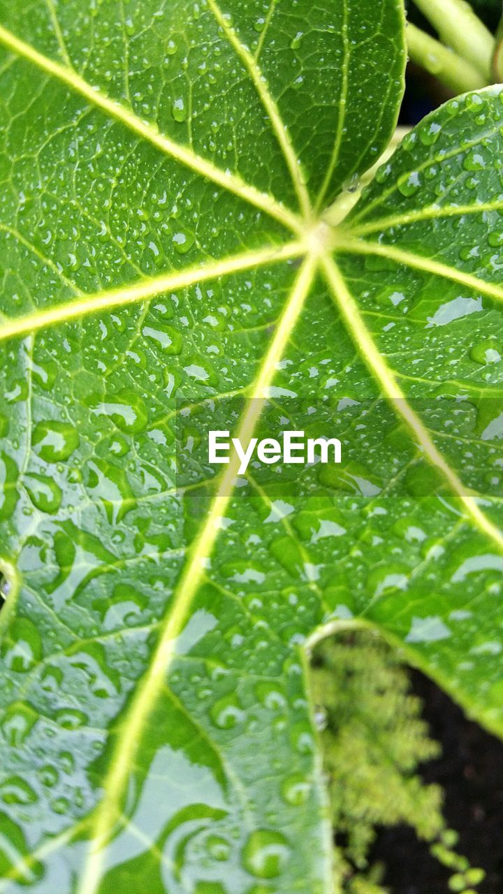 Macro shot of water drops on leaf