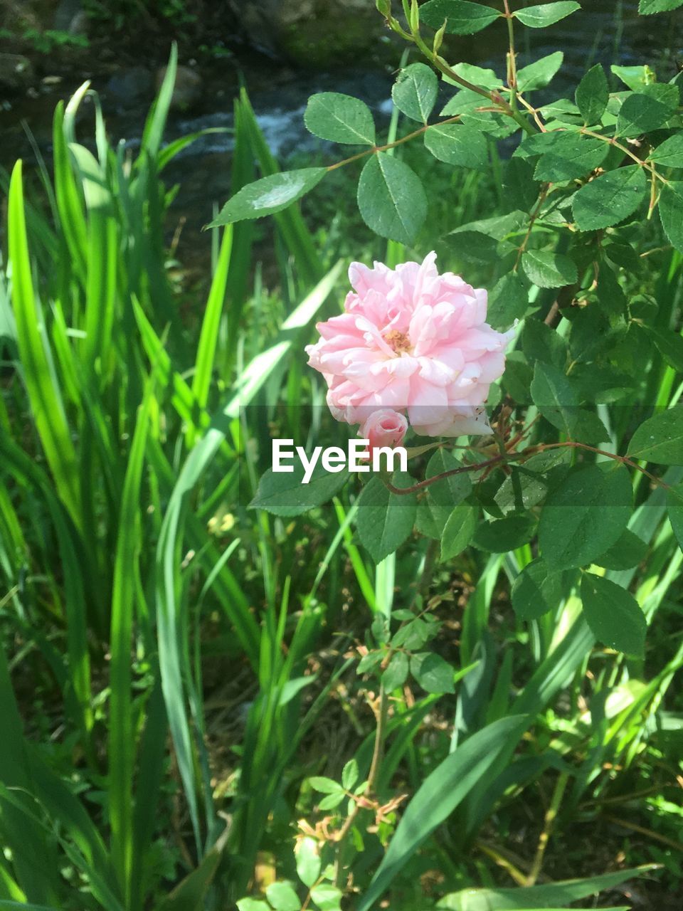 CLOSE-UP OF PINK FLOWER