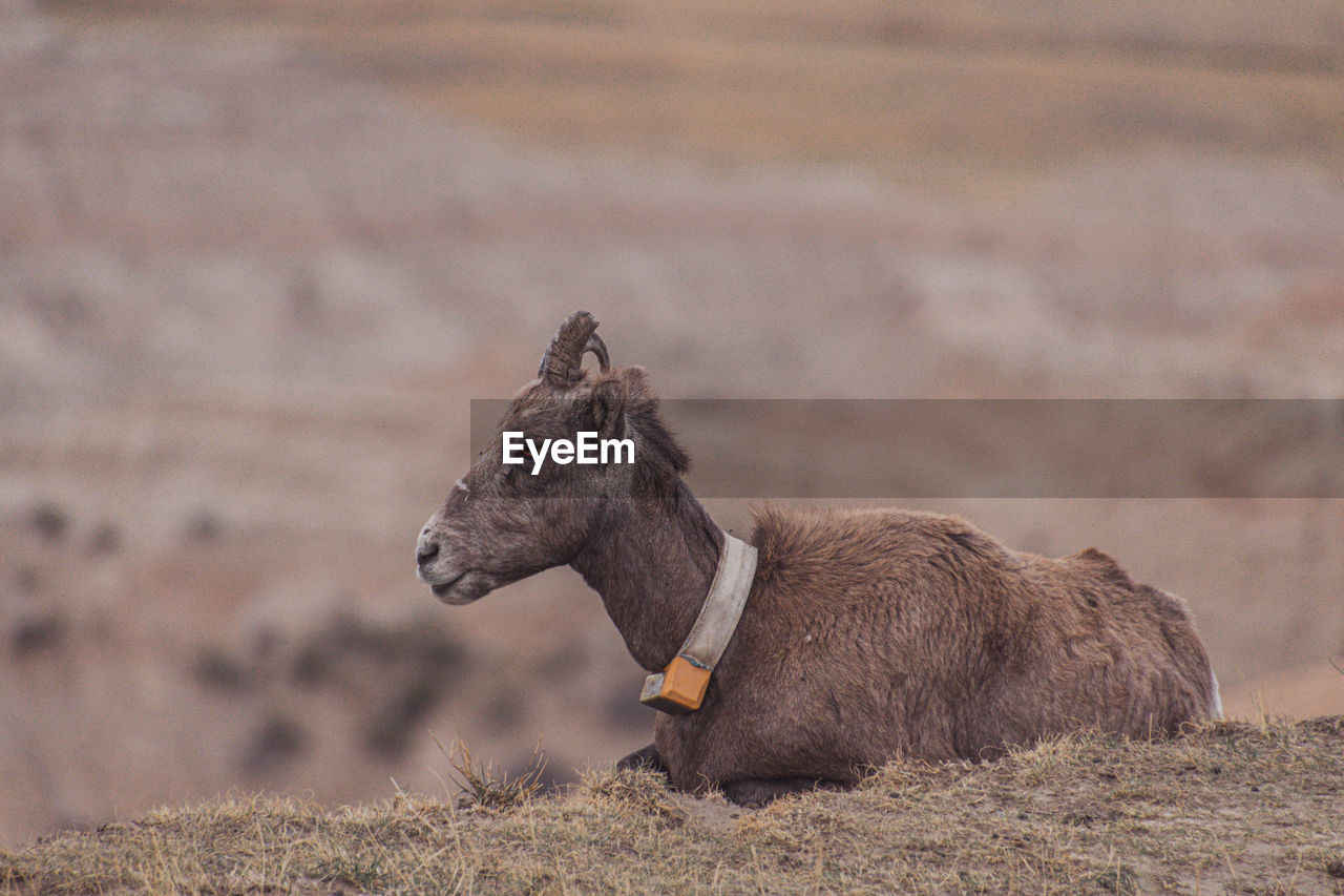 Side view of a bighorn sheep resting 