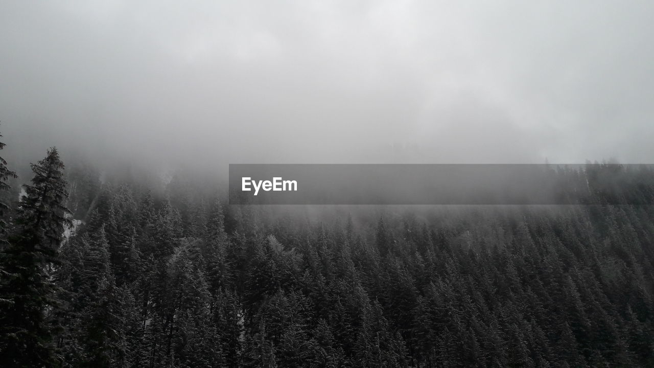 SCENIC VIEW OF FOREST IN FOG