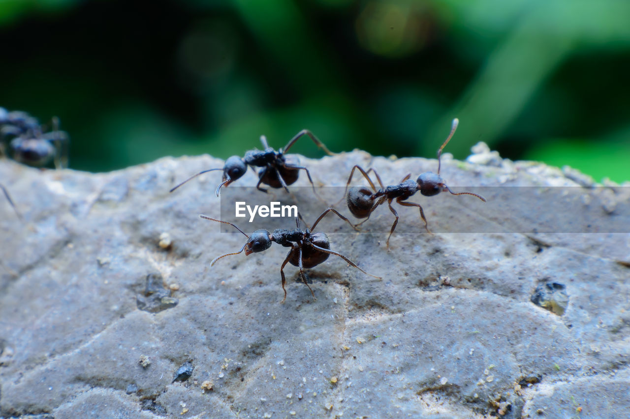 CLOSE-UP OF ANTS