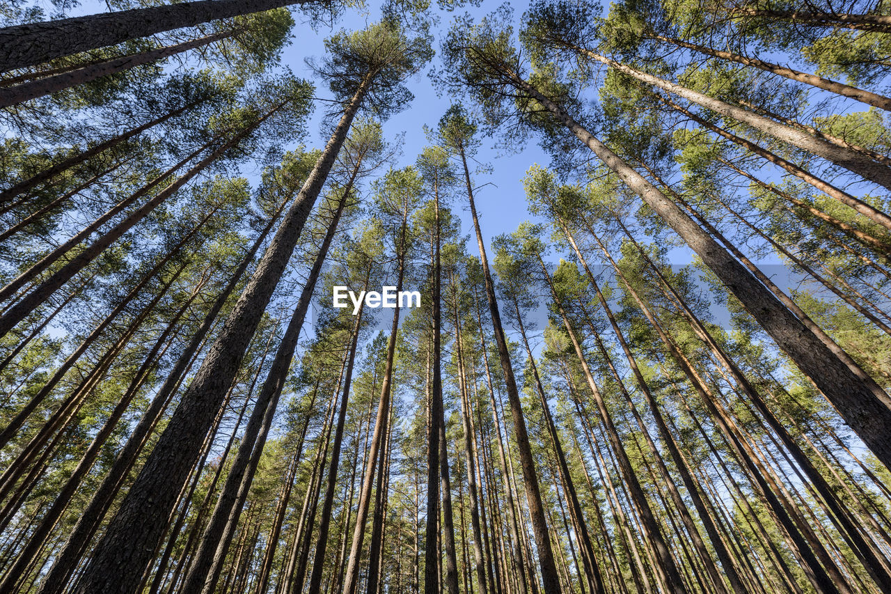 Low angle view of trees against sky