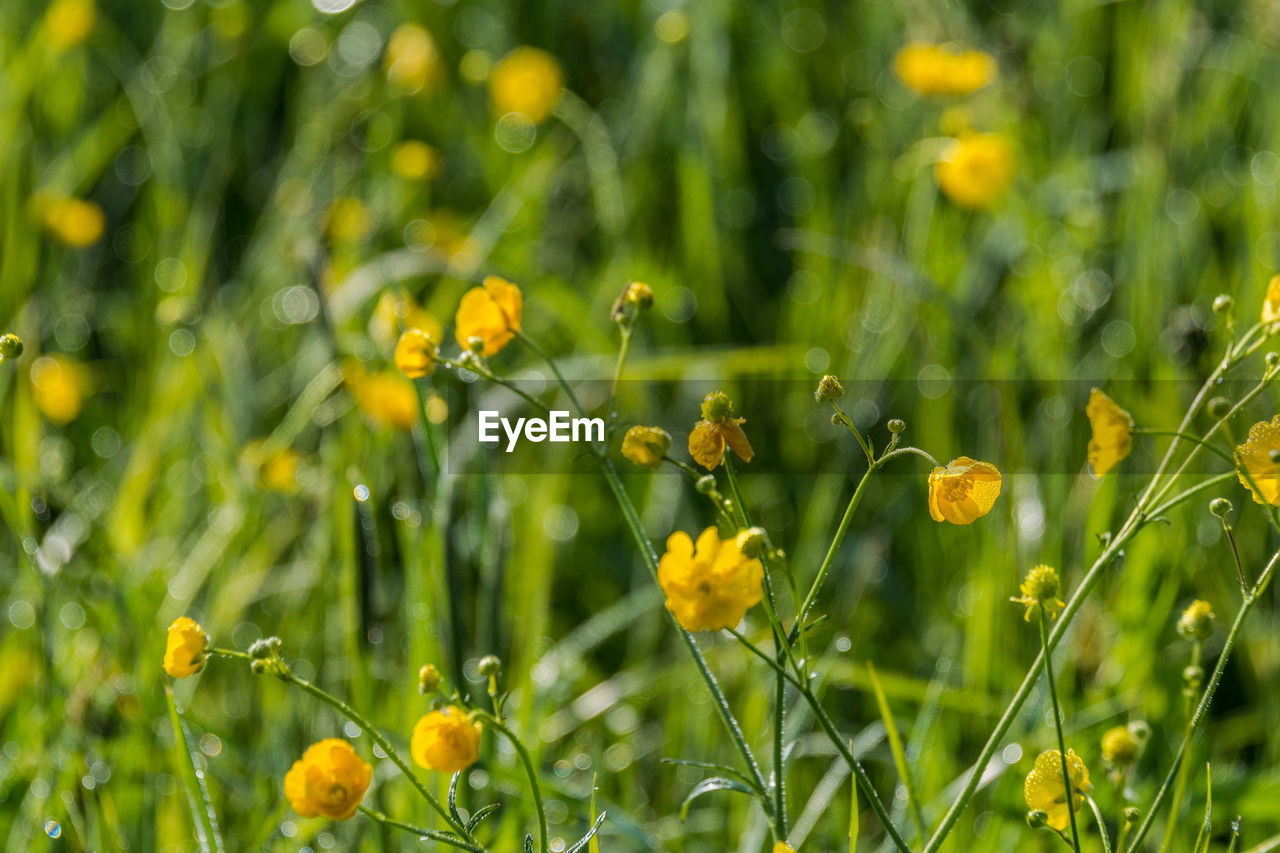 CLOSE-UP OF YELLOW FLOWERING PLANT