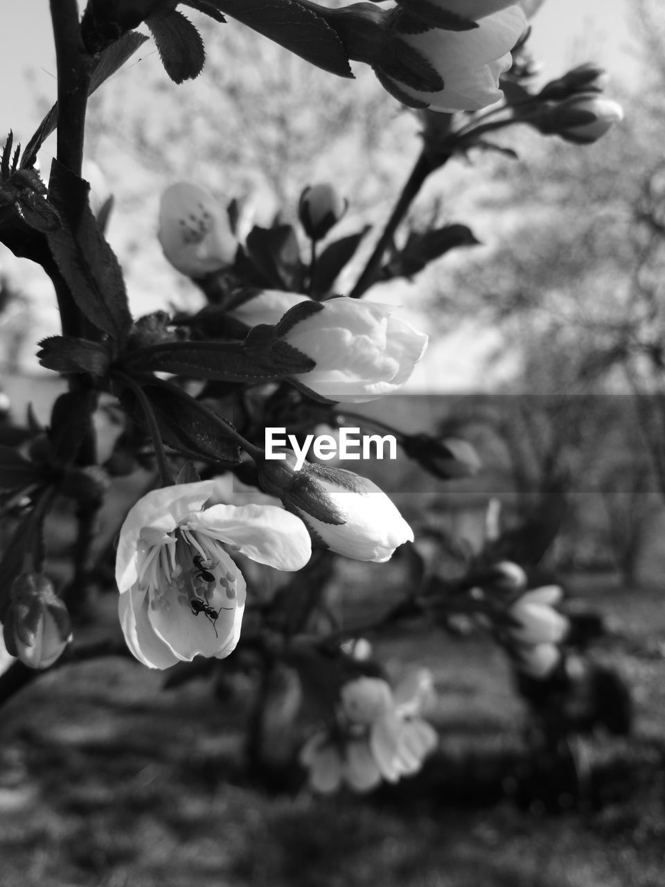 CLOSE-UP OF FLOWER BLOOMING ON TREE