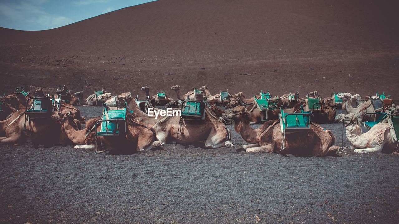 Side view of camels in desert against mountain