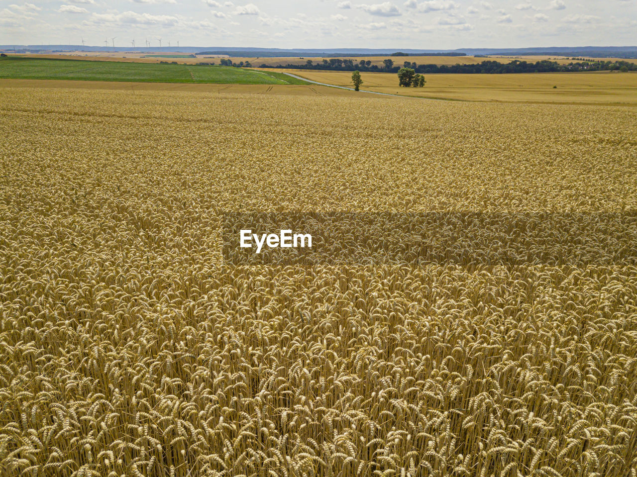 SCENIC VIEW OF AGRICULTURAL FIELD