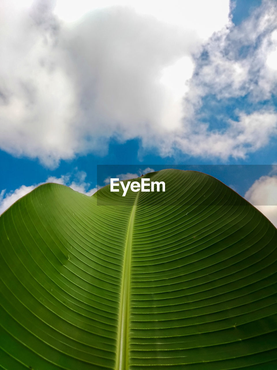 LOW ANGLE VIEW OF LEAVES ON PLANT AGAINST SKY