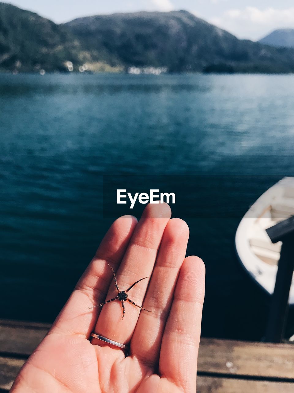 Cropped hand holding small starfish 