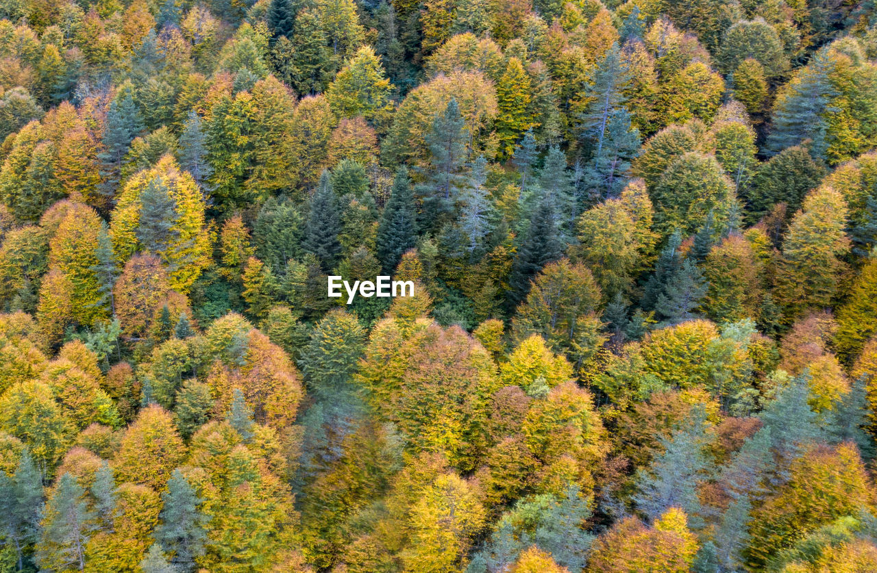 HIGH ANGLE VIEW OF TREES DURING AUTUMN