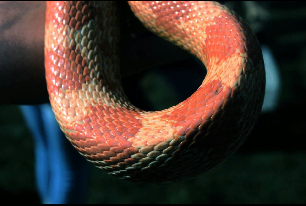 Cropped image of snake skin