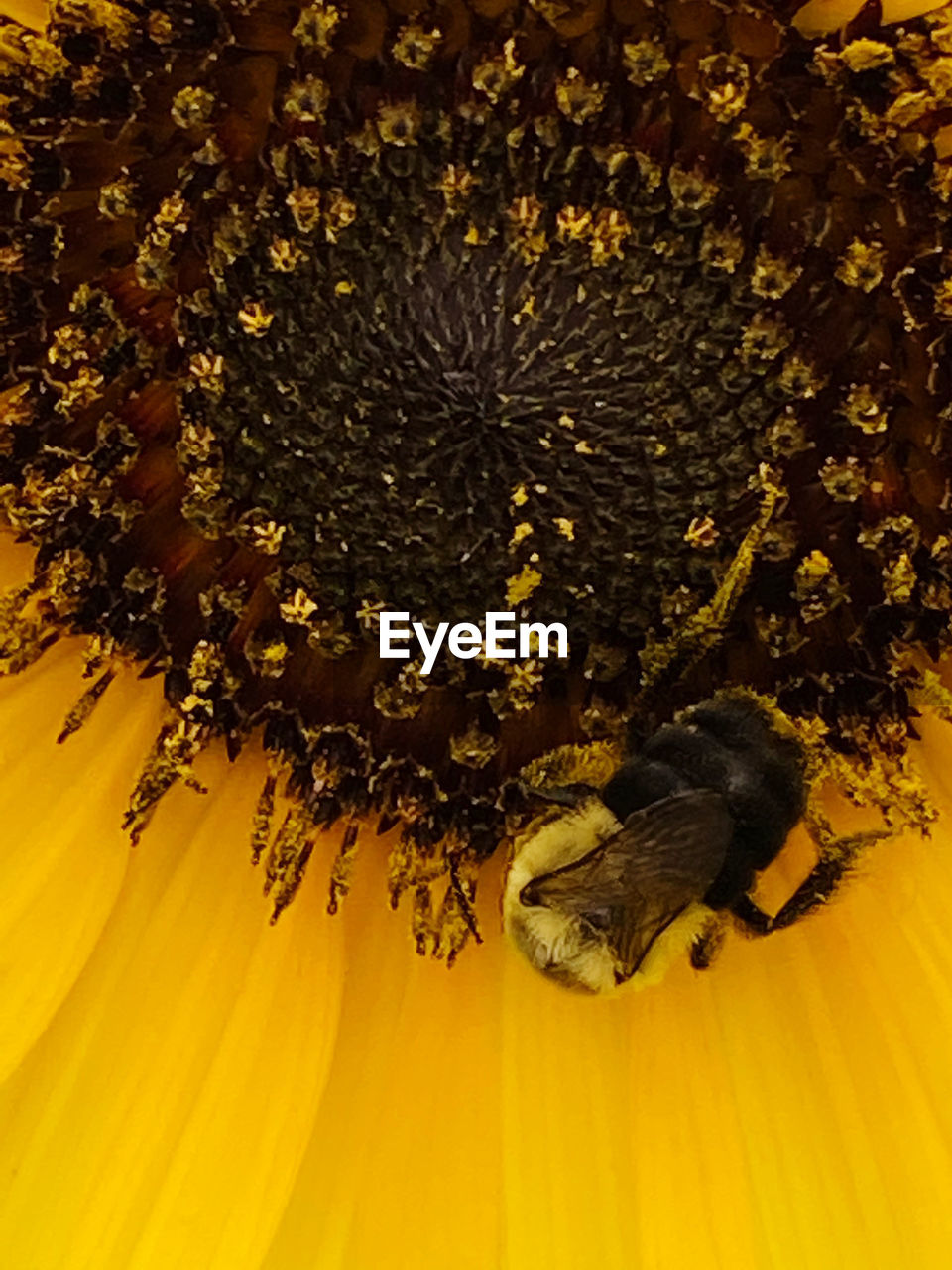 CLOSE-UP OF BEE POLLINATING ON FLOWER