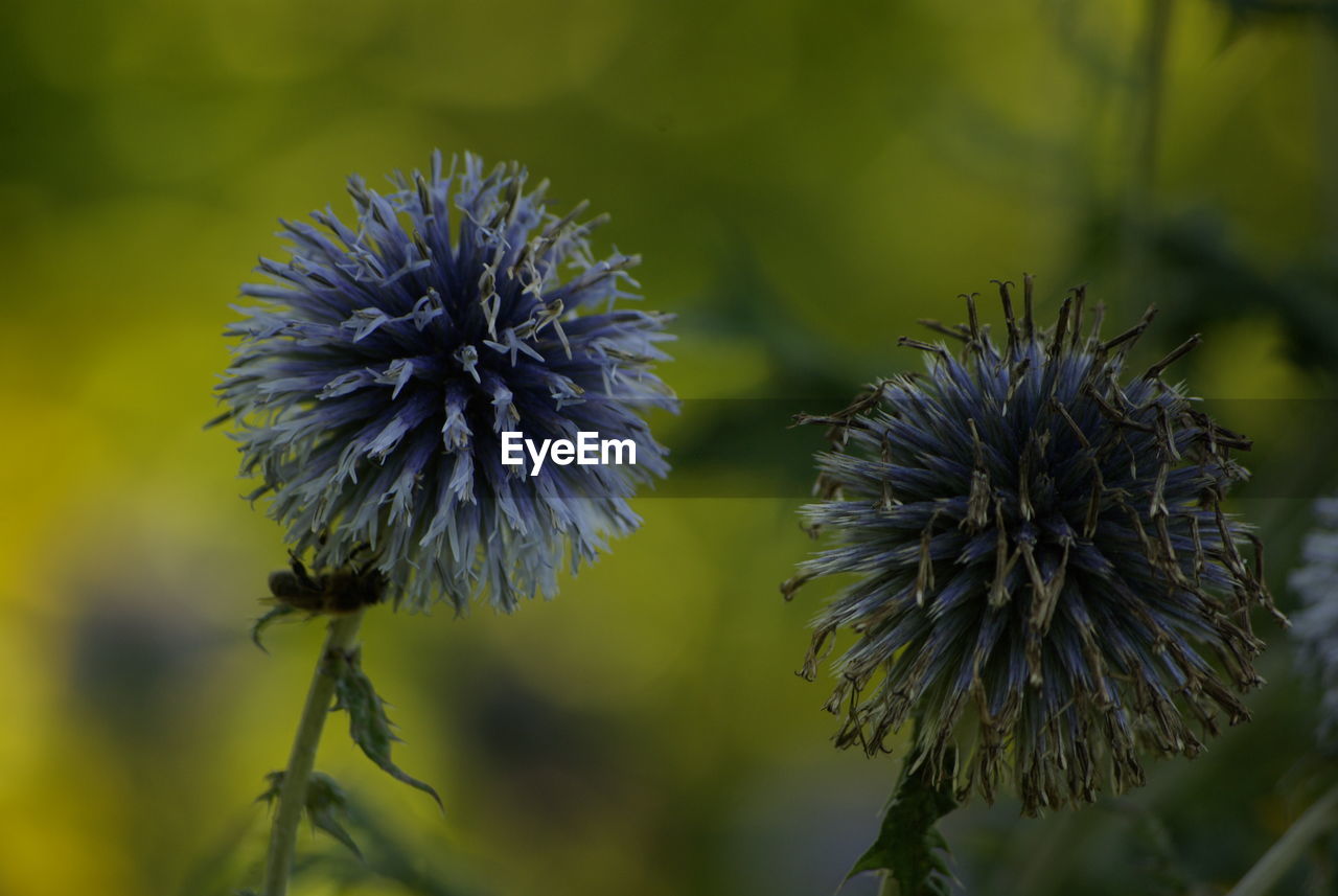 Close-up of thistle flower