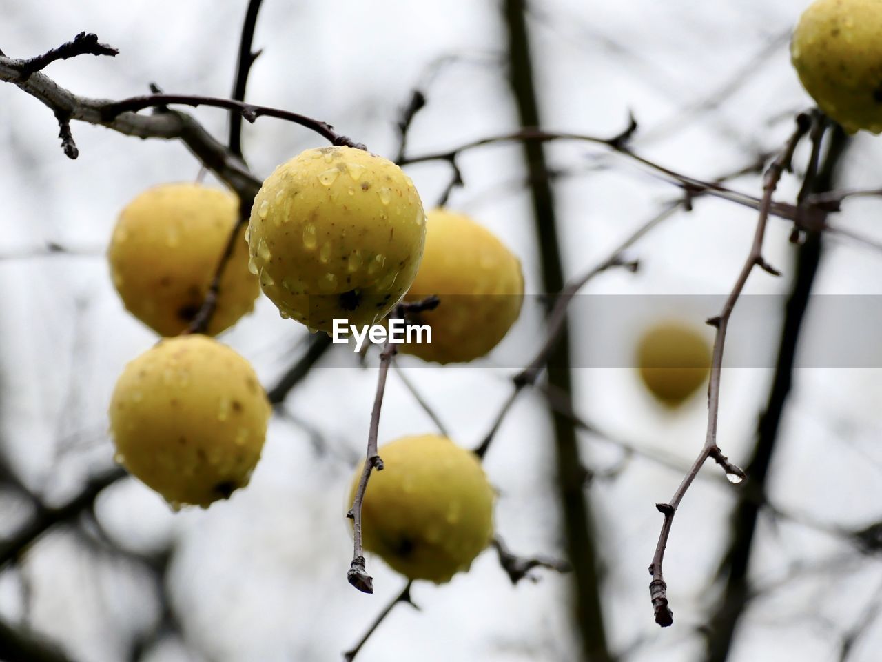 CLOSE-UP OF FRUITS ON TREE