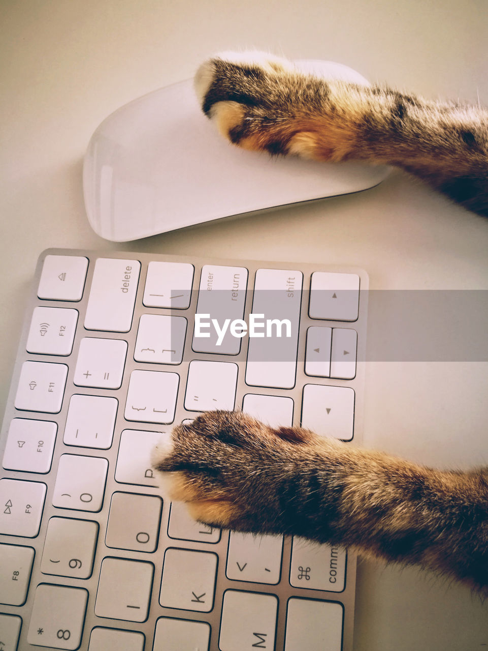 Close-up of a cat on table at home