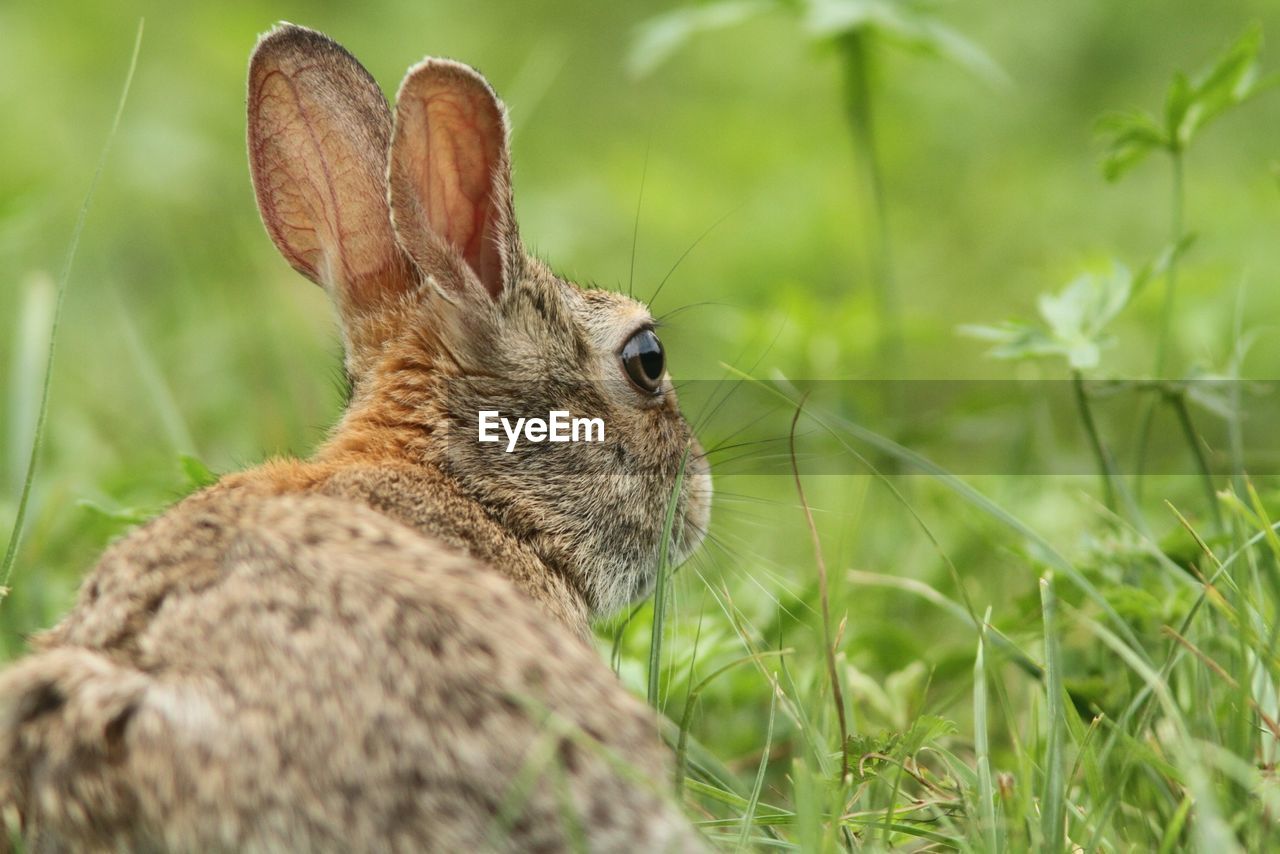 Close-up of rabbit on field