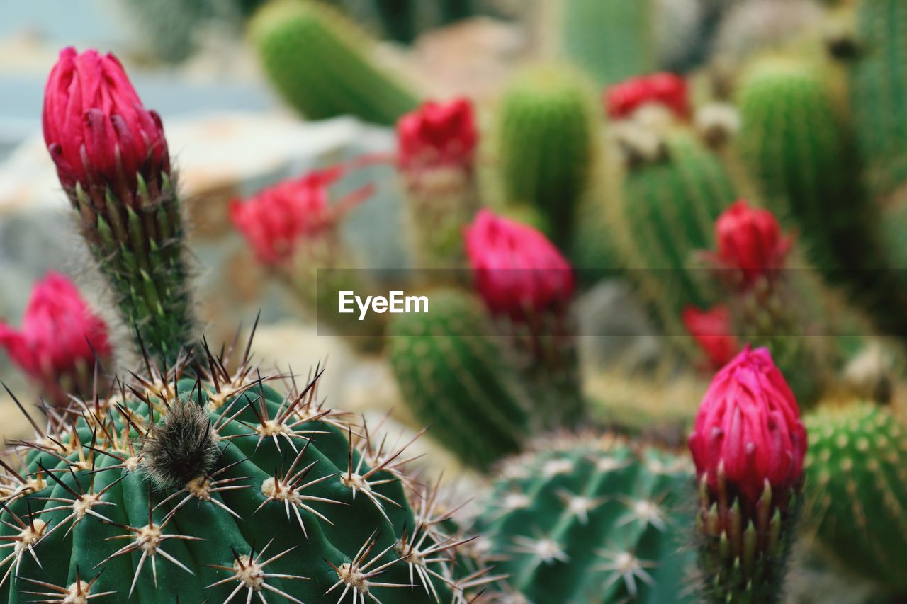 CLOSE-UP OF PINK CACTUS PLANTS