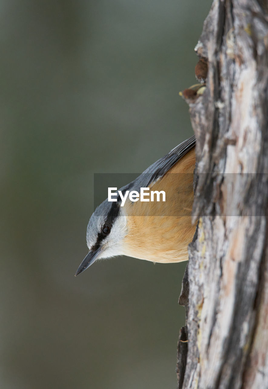 BIRD PERCHING ON A TREE