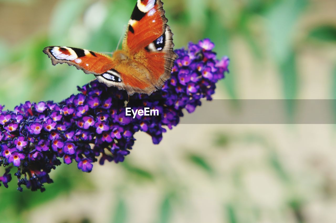 Close-up of butterfly on purple flowers