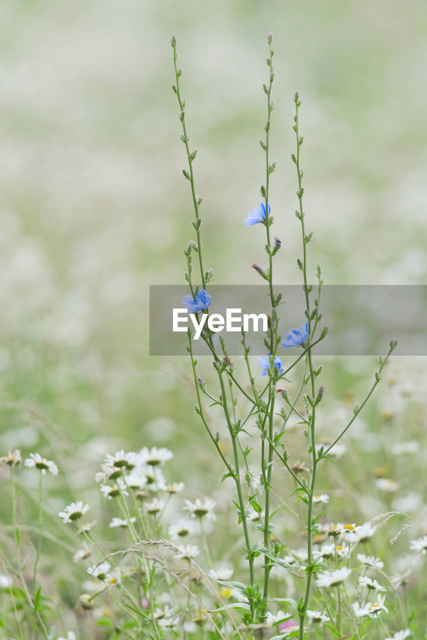 Vertical image of slender green chicory plants in a meadow, with bright blue flowers.