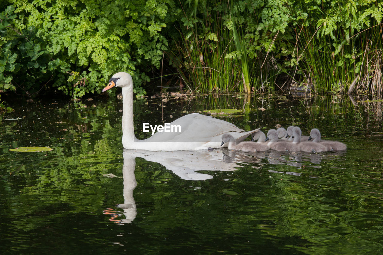 Mute swan with cygnets in pond