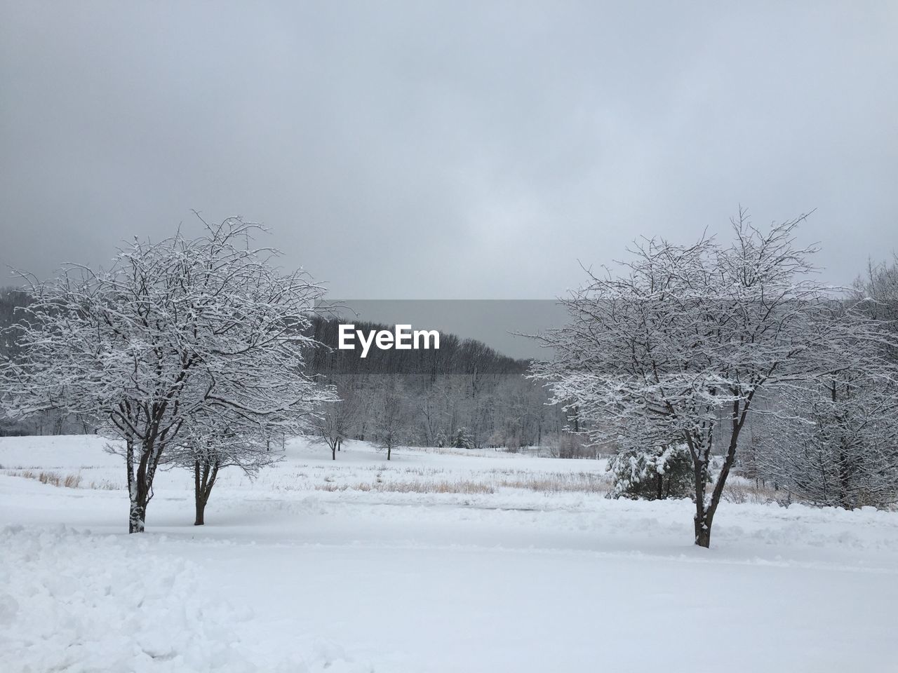 Trees on snow covered landscape against sky