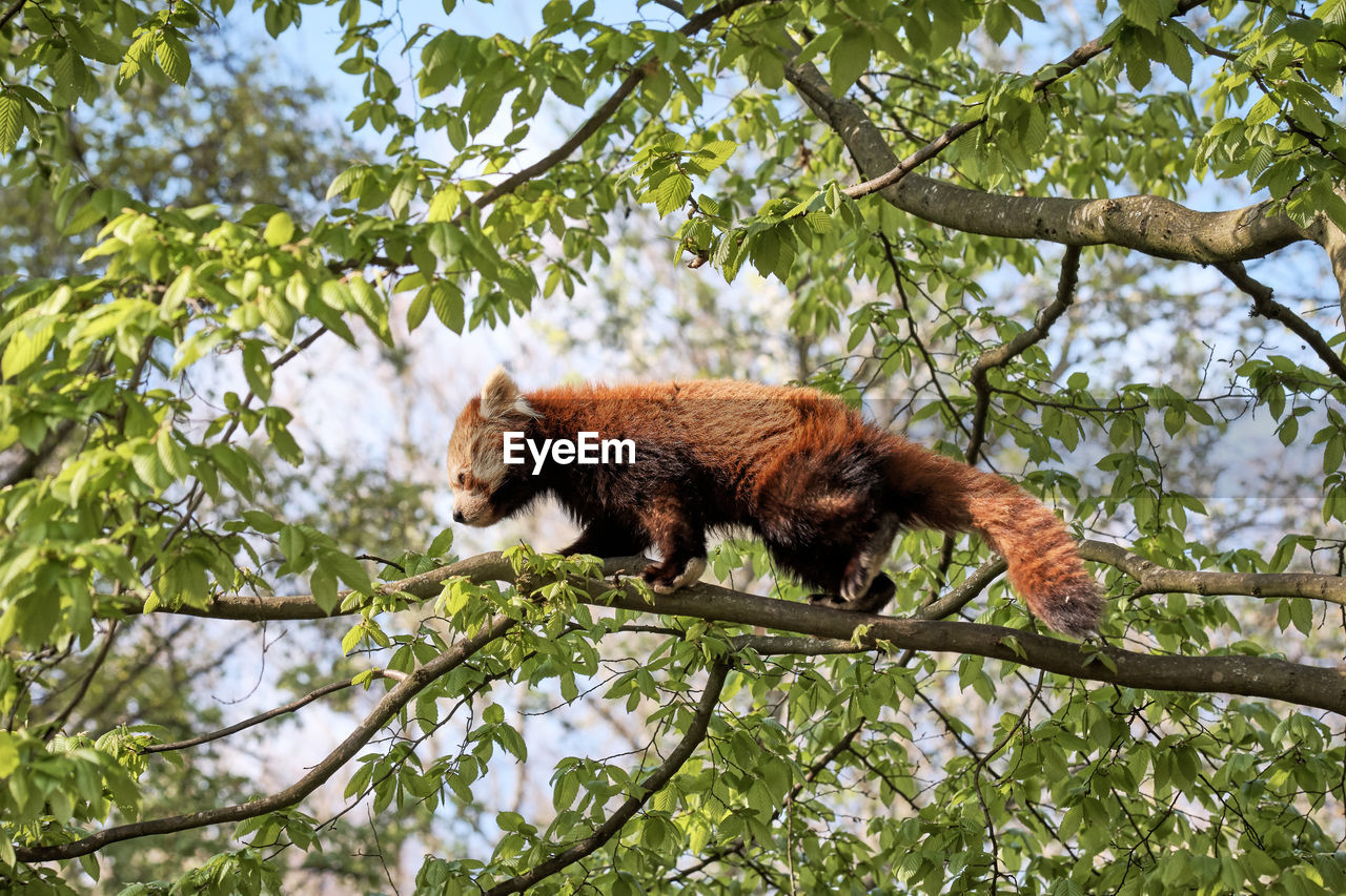 Red panda climbs a tree branch