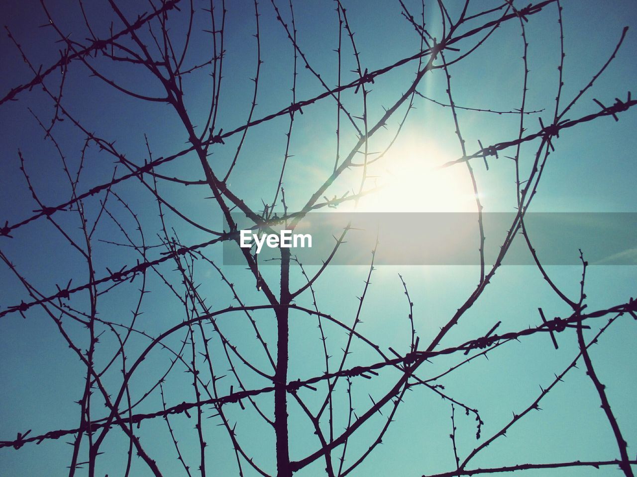 LOW ANGLE VIEW OF TREES AGAINST SKY