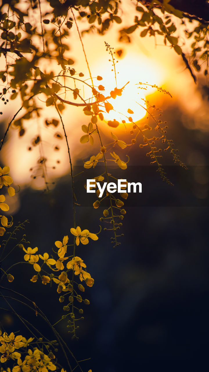 plant, tree, nature, sunlight, beauty in nature, sky, branch, sunset, no people, yellow, tranquility, reflection, plant part, leaf, light, outdoors, flower, scenics - nature, environment, autumn, growth, sun, back lit, land, landscape, silhouette, water, tranquil scene, idyllic, forest, freshness, focus on foreground, close-up, flowering plant, cloud