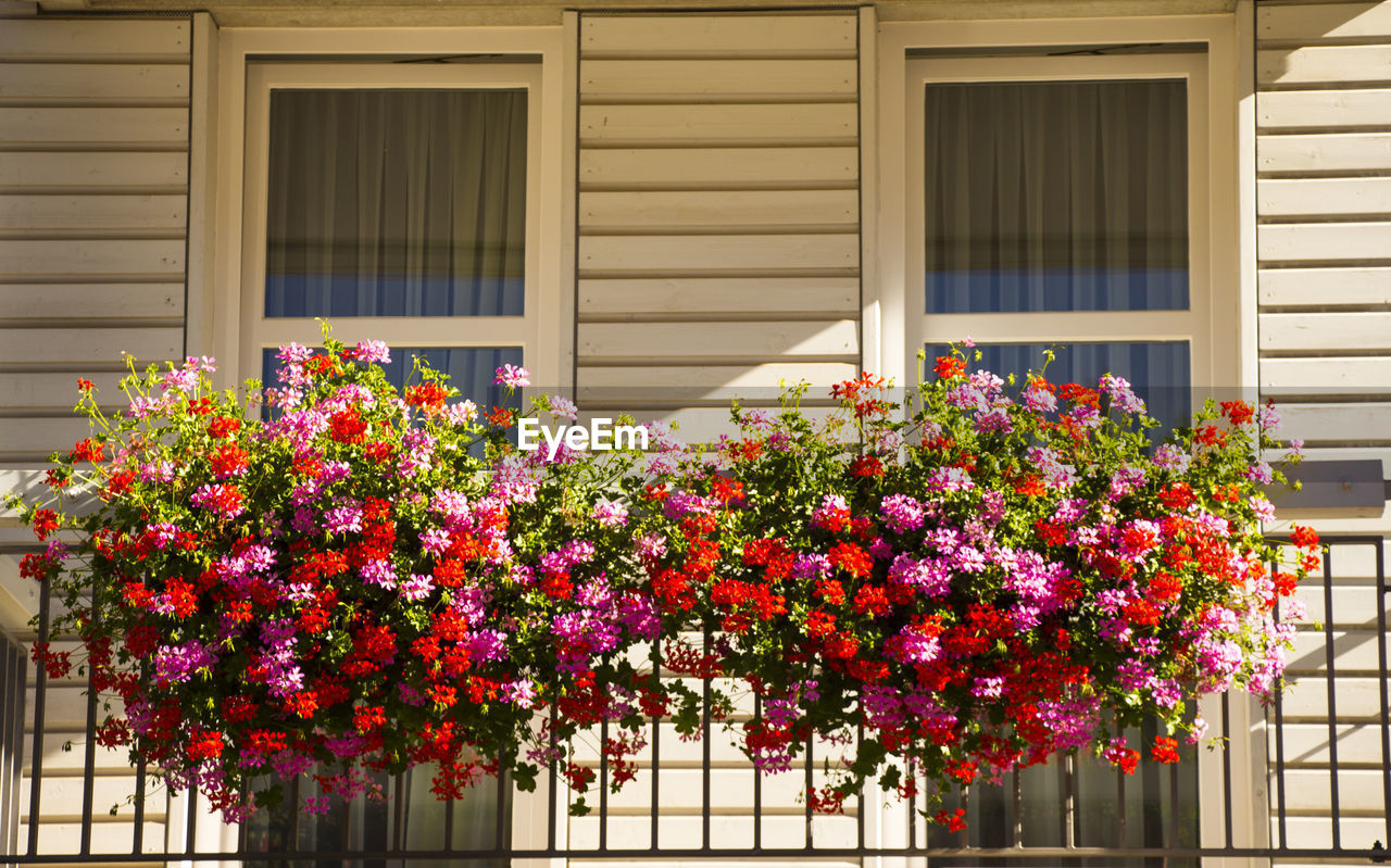 Pink flowers in house