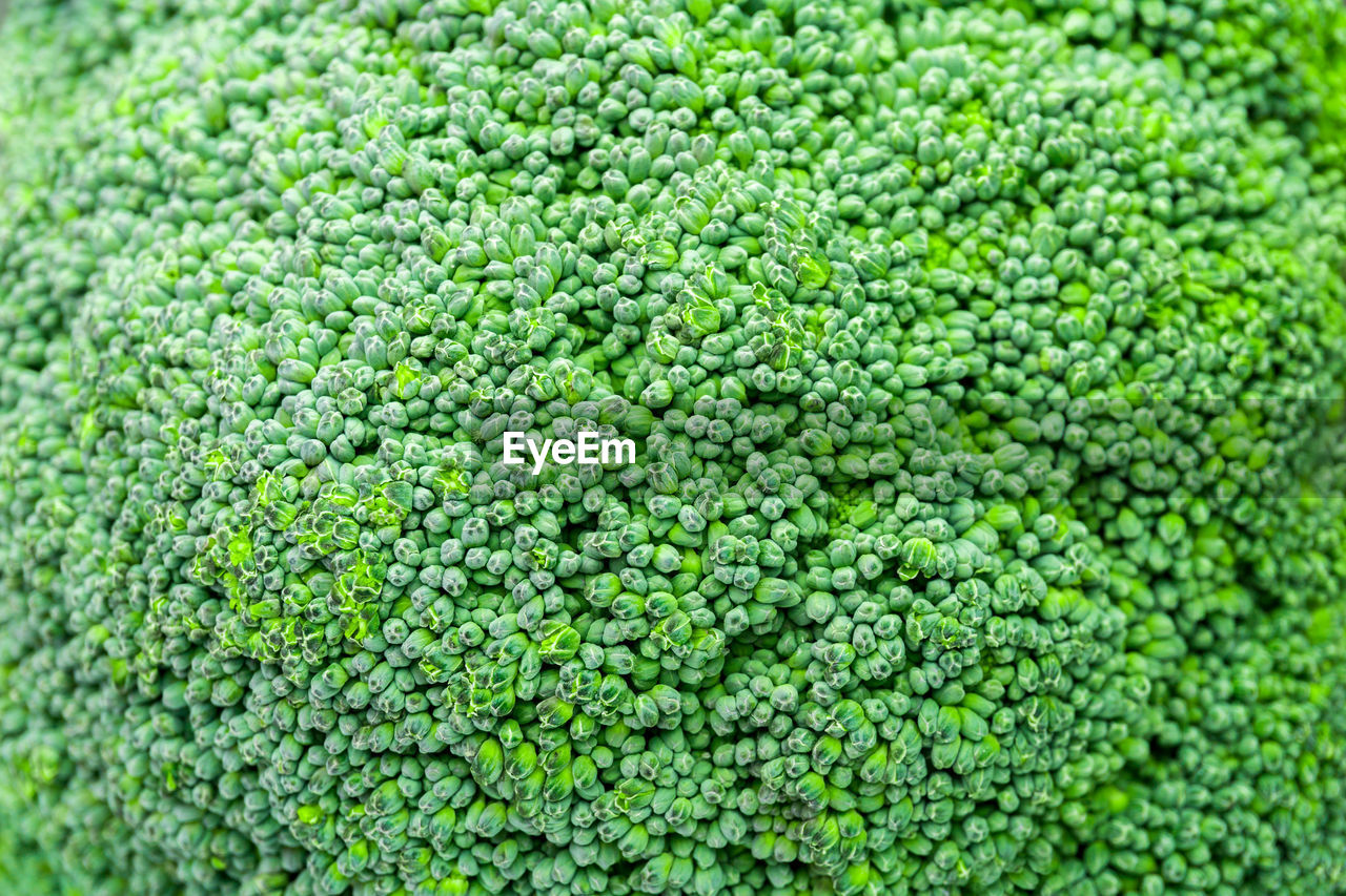 Full frame shot of broccoli