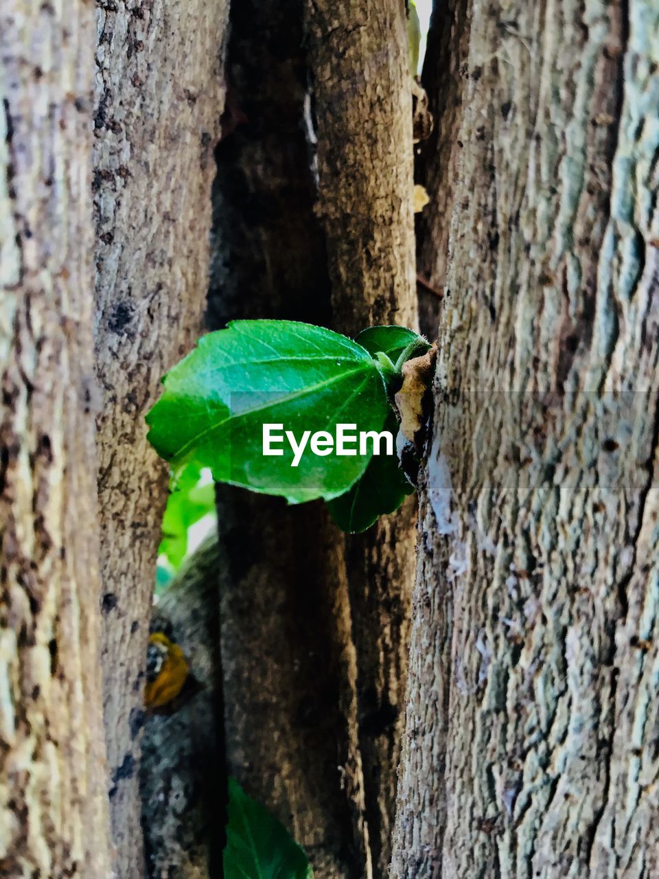 Close-up of single leaf  on tree trunk
