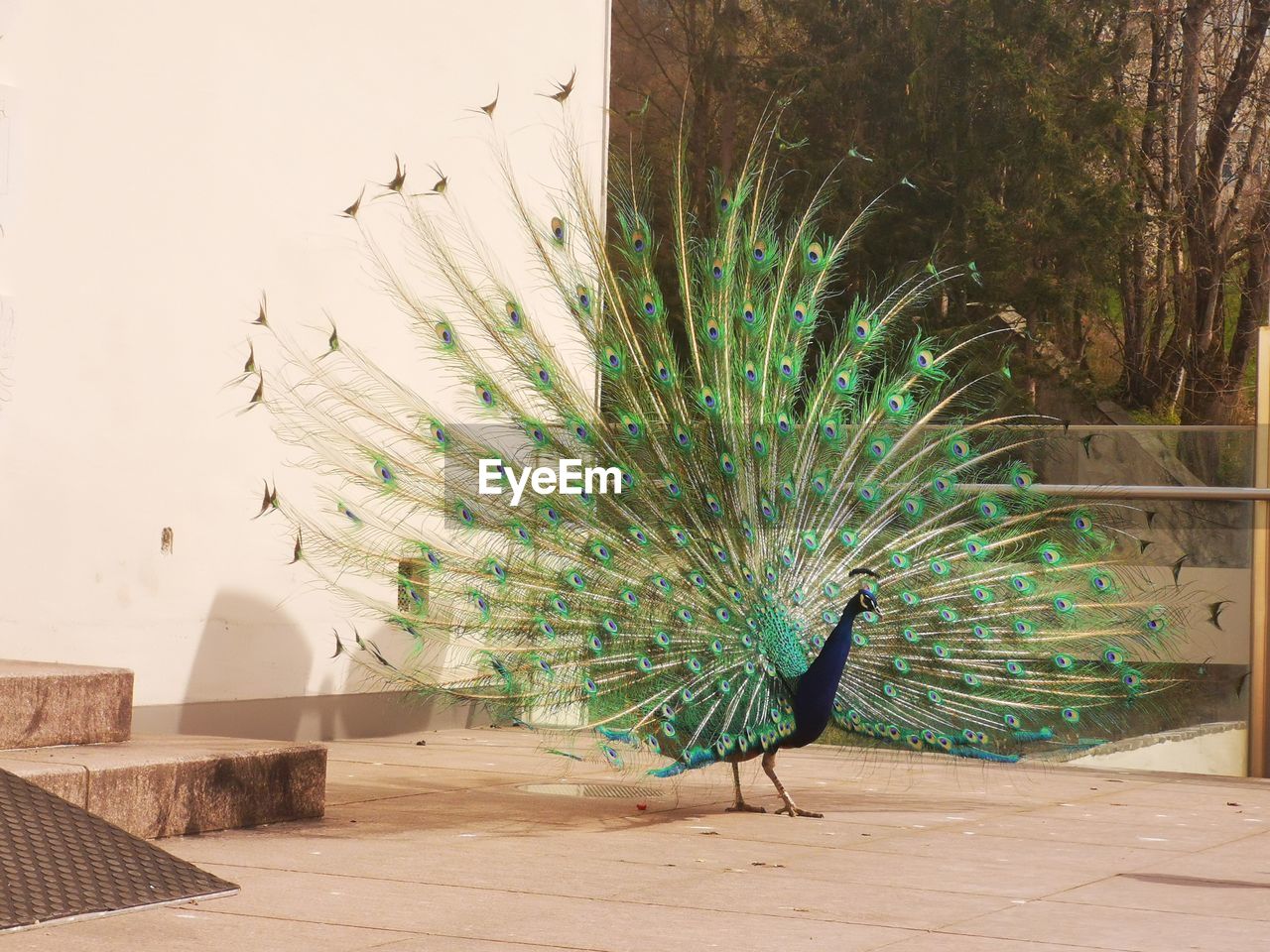 View of a peacock