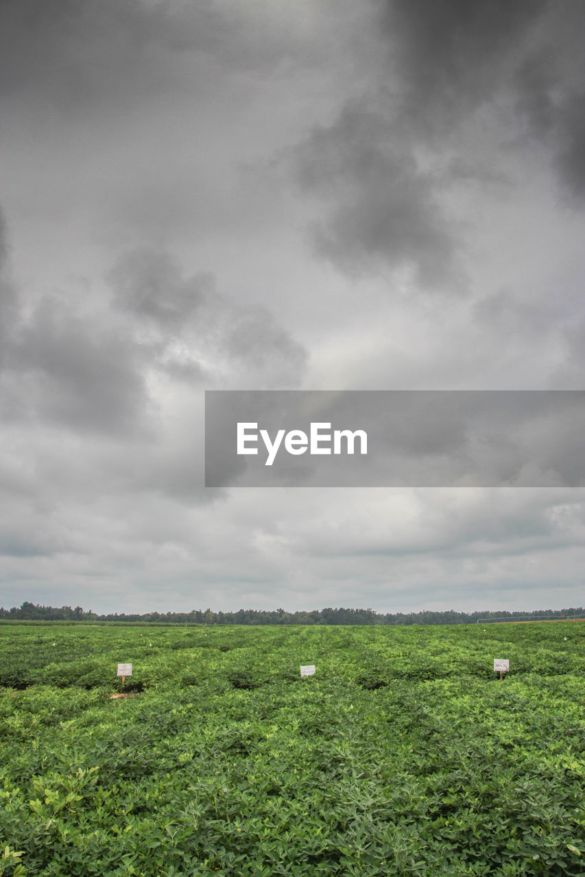 SCENIC VIEW OF GRASSY FIELD AGAINST CLOUDY SKY AT SUNSET