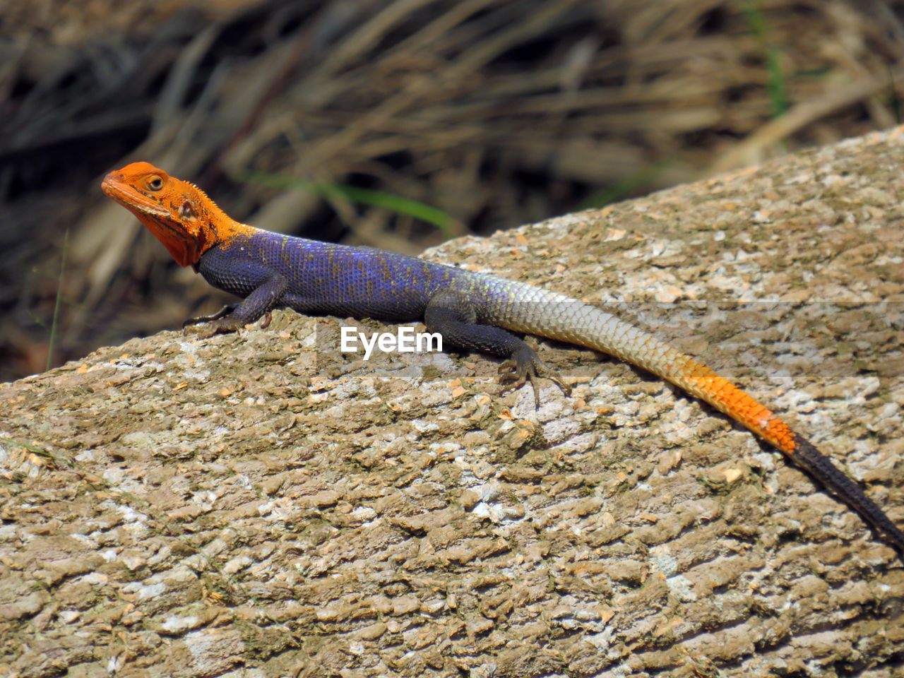 Close-up of lizard on log