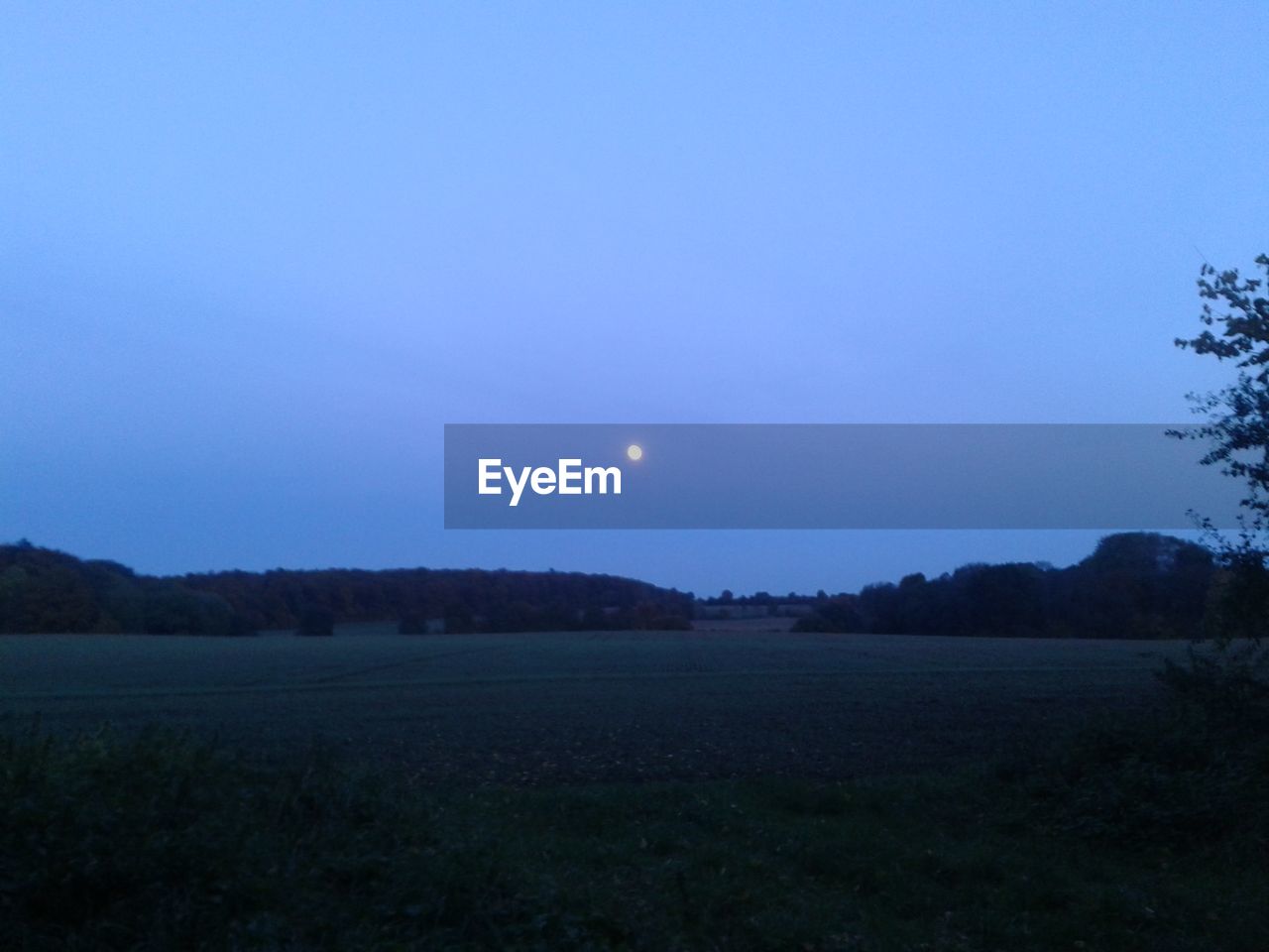 TREES ON LANDSCAPE AGAINST CLEAR SKY