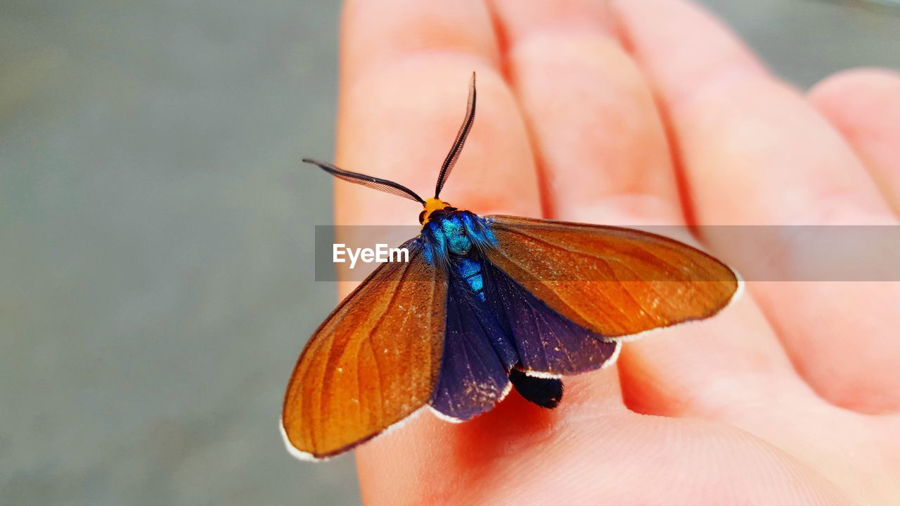Cropped hand with butterfly