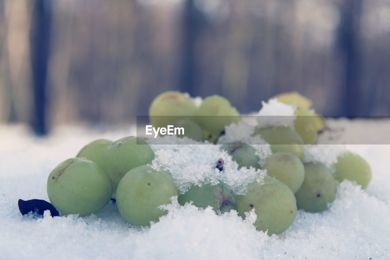 CLOSE-UP OF SNOW ON FRUIT COVERED WITH ICE