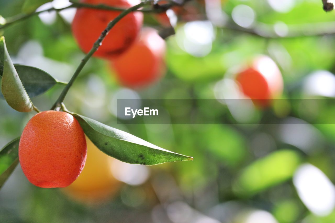 Close-up of small fruits growing on tree